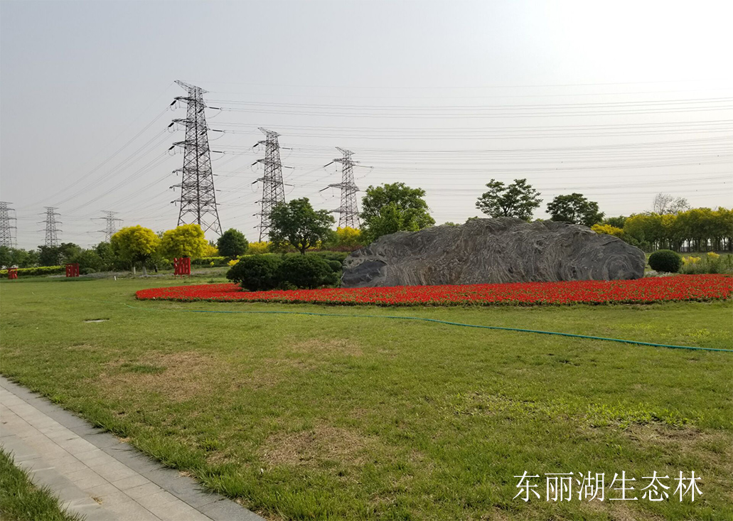 東麗湖生態(tài)林 